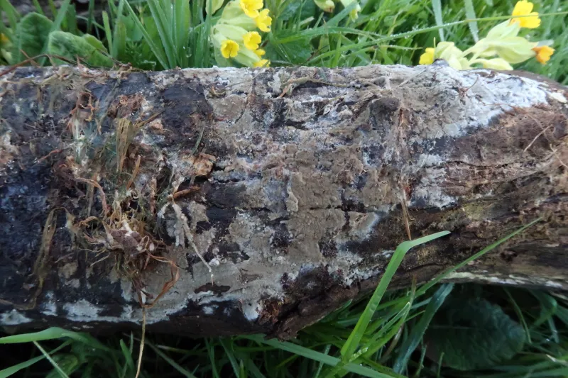 Botryobasidium conspersum 1 - IMG_3215